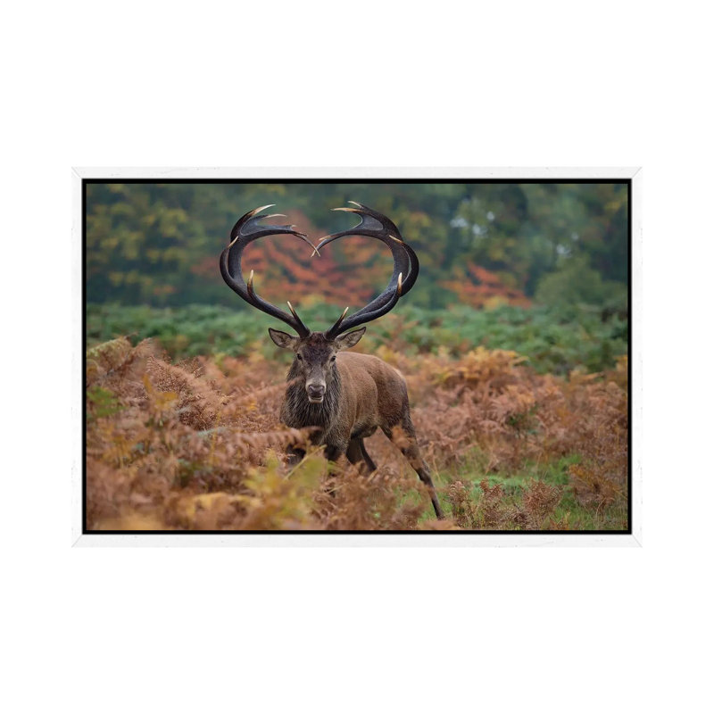 Heart Shaped Antlers Rampant - Print on Canvas, 66.04cm H x 101.6cm W x 3.81cm D, White Framed