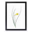 Daffodil by Pierre-Joseph Redoute - Framed Print-55491238-55491242