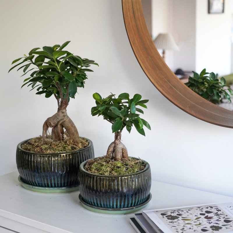 Round Reactive Glaze Bonsai Planter Set with Saucer, Emerald