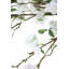 Branche de pommier