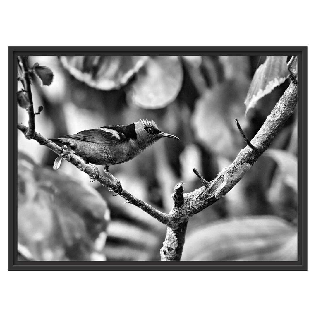 Gerahmtes Wandbild Türkisnaschvogel auf Ast