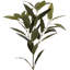 40cm Ruscus Branch