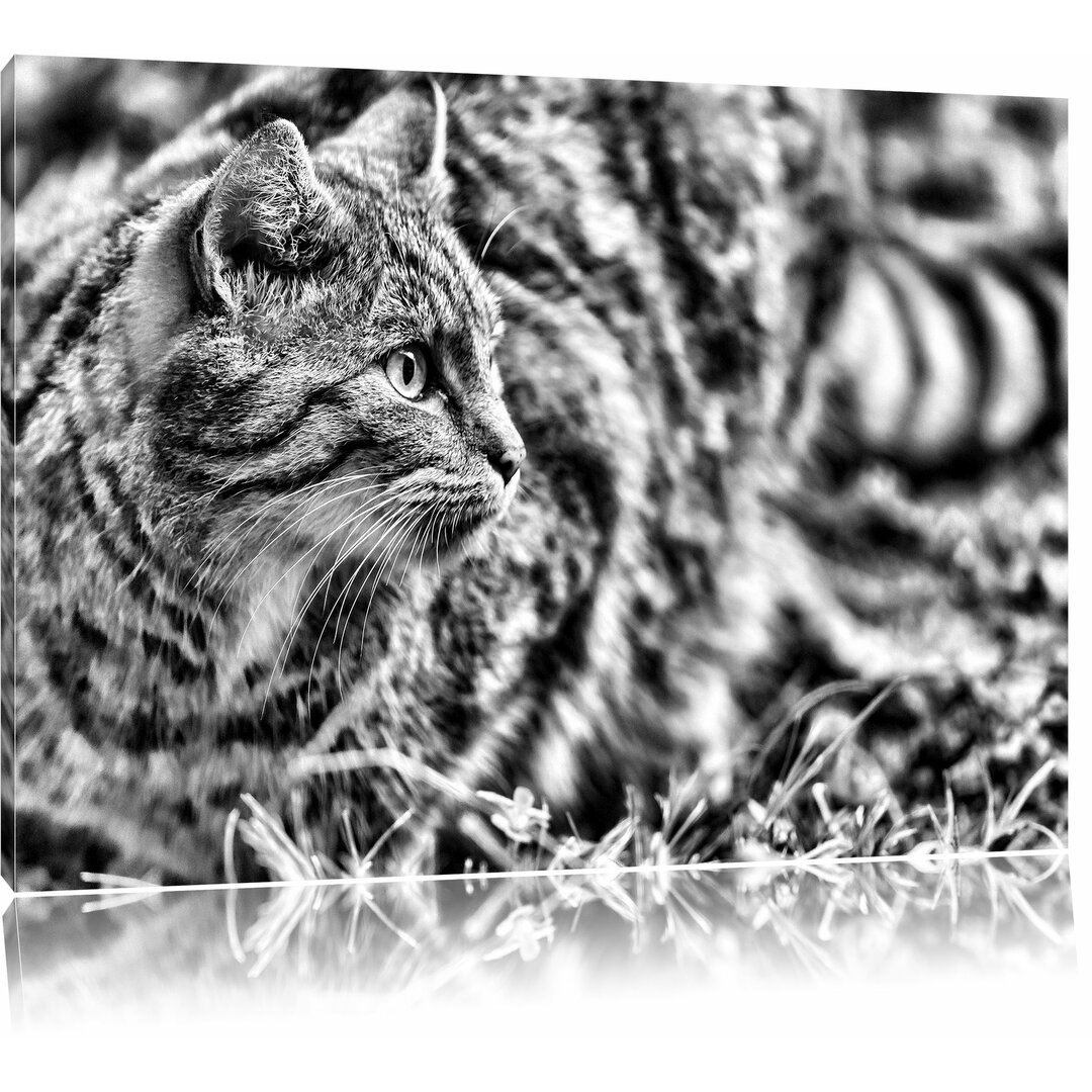 Leinwandbild Kleine Manul im Gras in Monochrom