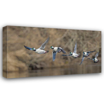 Gary Luhm Washington State Composite image of a male Bufflehead taking off from the Sammamish Slough