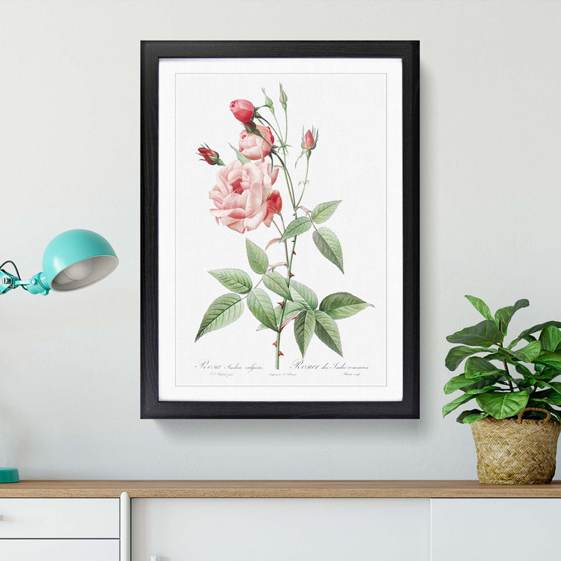Pink Blush China Rose by Pierre-Joseph Redoute - Picture Frame Painting Print, 65cm H x 48cm W x 2cm D, Black Framed