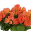Arrangement floral bégonia dans un vase-934865844