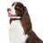  Premier Pet In-Ground Add-A-Dog Collar