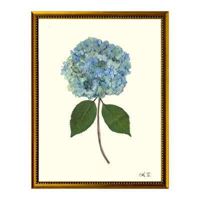 Hydrangea IV