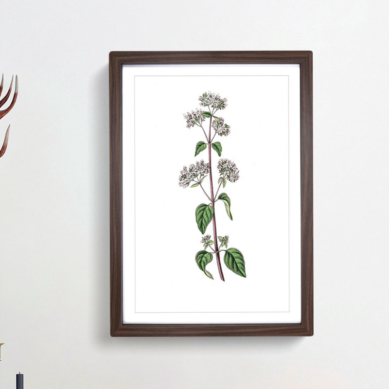 Oregano Flowers Illustration - Framed Print, 36cm H x 27cm W x 2cm D, Walnut Framed