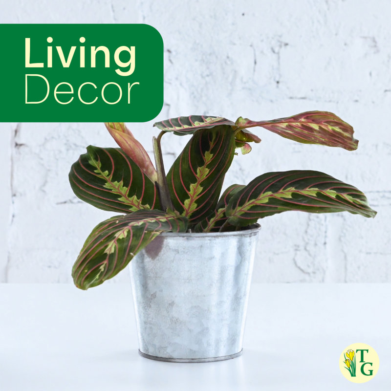 Live Red Prayer Plant