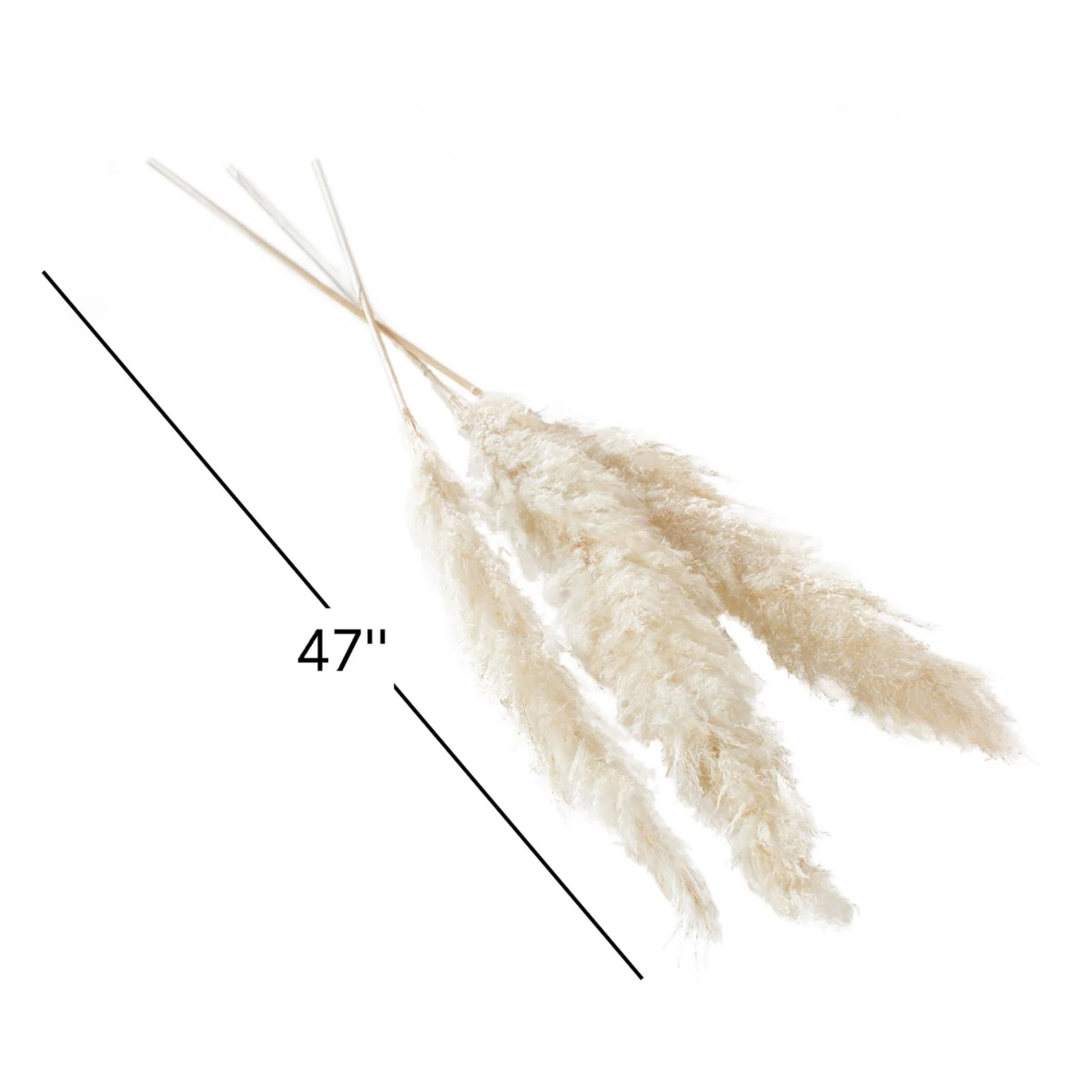 Pampas Grass Stems, White