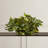 Pothos Ledge Plant Silk Plant