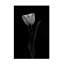 Tulipe-564244722