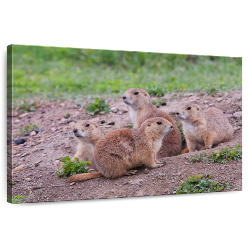 Brampt Forest Brampt Nursery, 20" H x 30" W