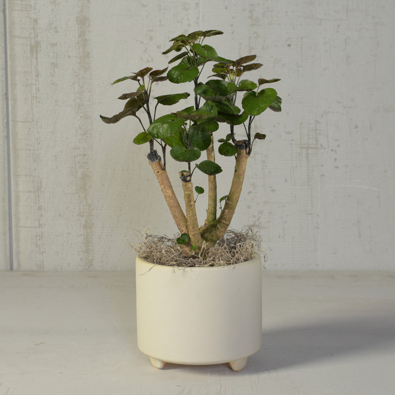 Ceramic Footed Pot Planter, 6.75" H x 7.75" W x 7.75" D, White