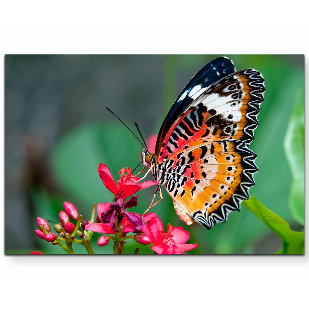 Leinwandbild Bunter Schmetterling auf Blüte