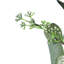 D23,6 po, couronne d'eucalyptus, vert