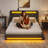 Upholstered Platform Bed Frame with Wingback Headboard & LED Lights& 4 Storage Drawers-966201855-966201854