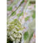Flowering Dogwoods Square Pillow Cover & Insert-1167053560-1167053565