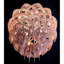 Lustre rond clair en laiton massif à fleurs Protea-89795570-89795599-130690183