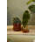 Callio Glass Pot with Saucer-1644781754