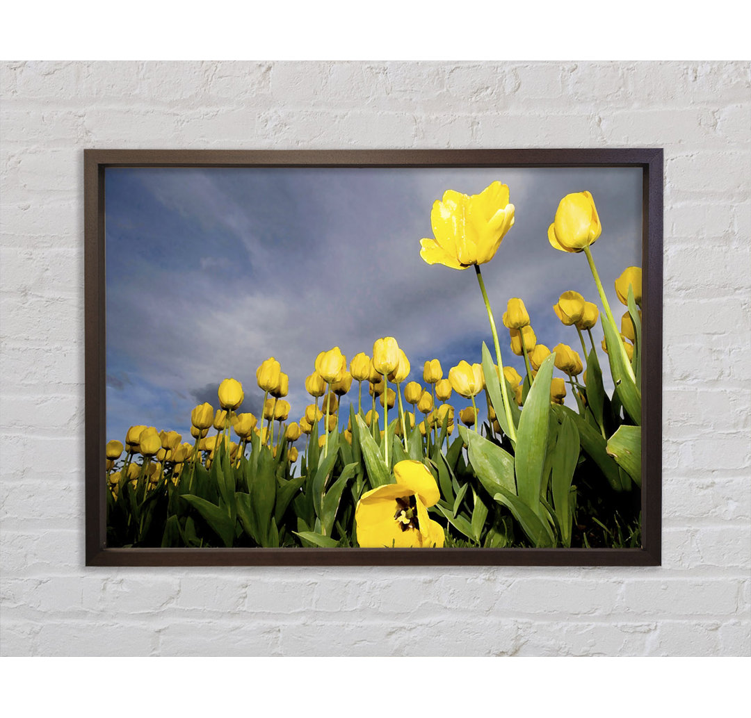 Gerahmtes Leinwandbild Yellow Tulip Field Storm