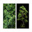 Pin pureté dans la forêt - ensemble d'art mural en toile de pin-549525503-549525500