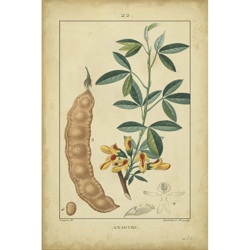 Vintage Turpin Botanical VIII by Turpin - Wrapped Canvas Art Prints, 122cm H x 81cm W