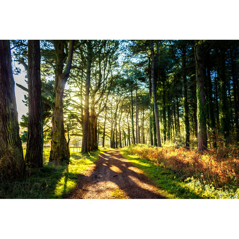 Trees With Sun Shining by BuckleyPics - Wrapped Canvas Print, 81cm H x 122cm W x 3.8cm D