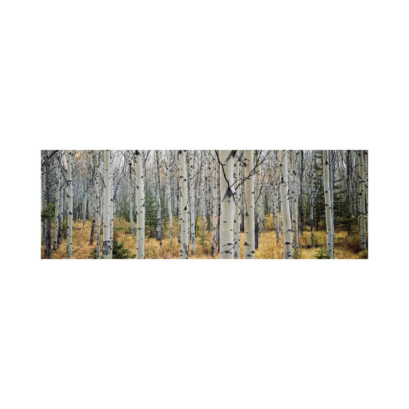 Aspen Trees In A Forest Alberta, Canada by Panoramic Images - Wrapped Canvas Panoramic Print, Wrapped Canvas