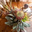 Bouquet de fausses brumes matinales avec protea royal et fleurs de roseaux