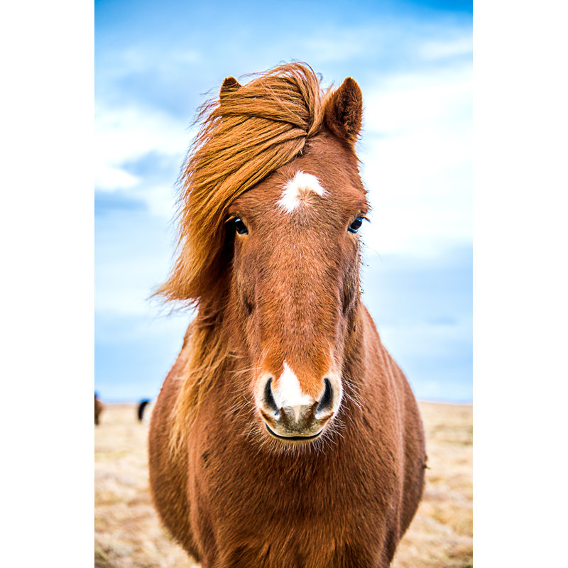 Icelandic Horse Facing Camera by AvnerOferPhotography - Wrapped Canvas Print, 46cm H x 30cm W