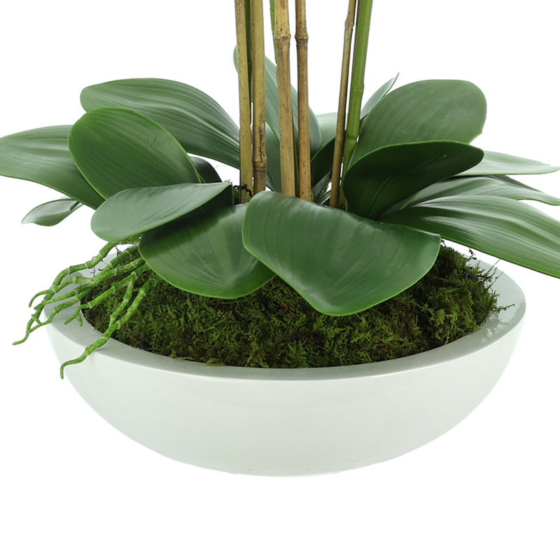 Orchids Arranged in Fiberstone Planter, Blue
