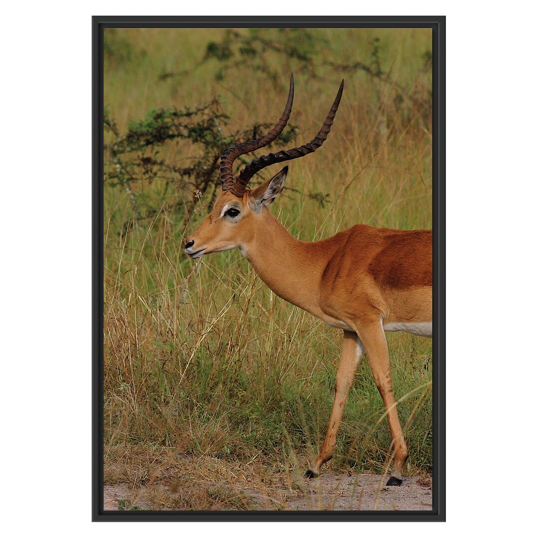 Gerahmtes Wandbild Dorkasgazelle in der Savanne