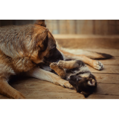 German Shepherd Mother by Julia Sha - Wrapped Canvas Print