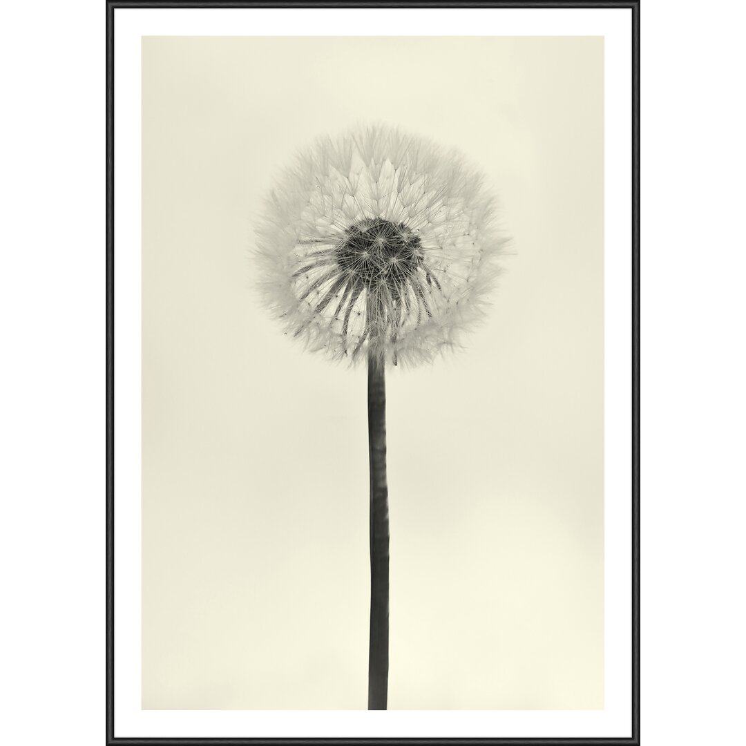 Gerahmtes Poster 48 Dandelion, Grafikdruck