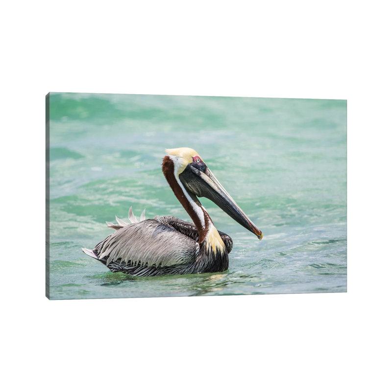 Belize, Ambergris Caye. Adult Brown Pelican Float On The Caribbean Sea. by Elizabeth Boehm - Wrapped Canvas Print