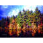 The Beauty Of Fall Print by Leonard Askowitz