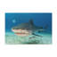 Art mural majestueux requin tigre-229820238