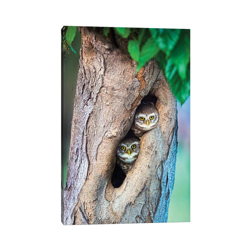 Spotted Owlets In Tree Hole, India - Wrapped Canvas Print, 30.48 cm H x 45.72 cm W