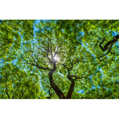 Subtropical Forest - Wrapped Canvas Print