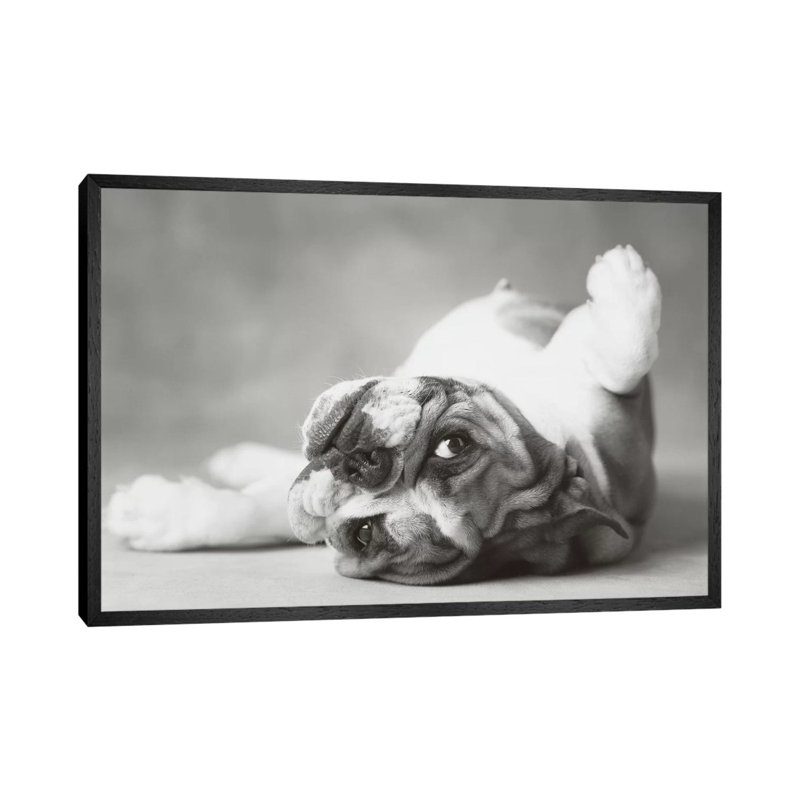 Brit II by Rachael Hale - Print on Canvas, Black Framed, 66.04 cm H x 45.72 cm W