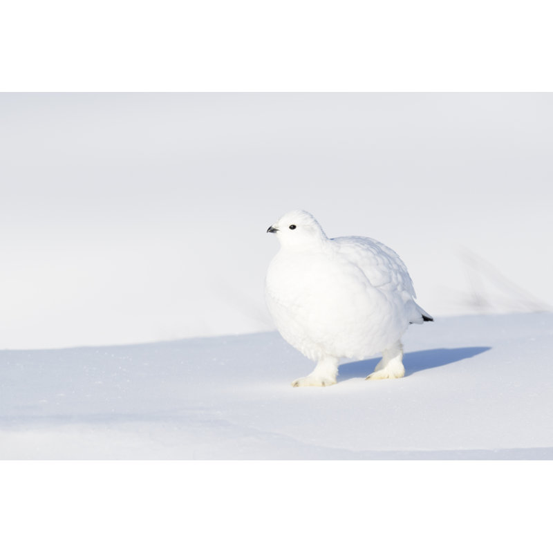 Willow Ptarmigan (Lagopus Lagopus) - Photographie sur toile tendue, H 8 po x l 12 po