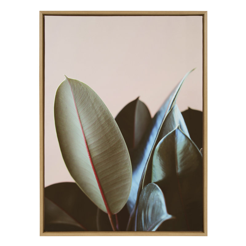 "Ficus Elastica" par Alicia Bock, reproduction d'art sur toile encadrée