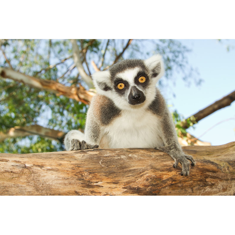 Ring-Tailed Lemur by Praisaeng - Wrapped Canvas Print, 81cm H x 122cm W x 3.8cm D