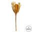 Arrangement floral Banksia