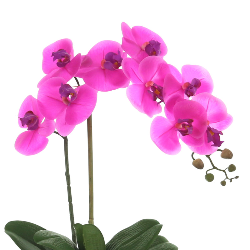 Phalaenopsis Orchid Floral Arrangement in Pot, Fuchsia/Pink
