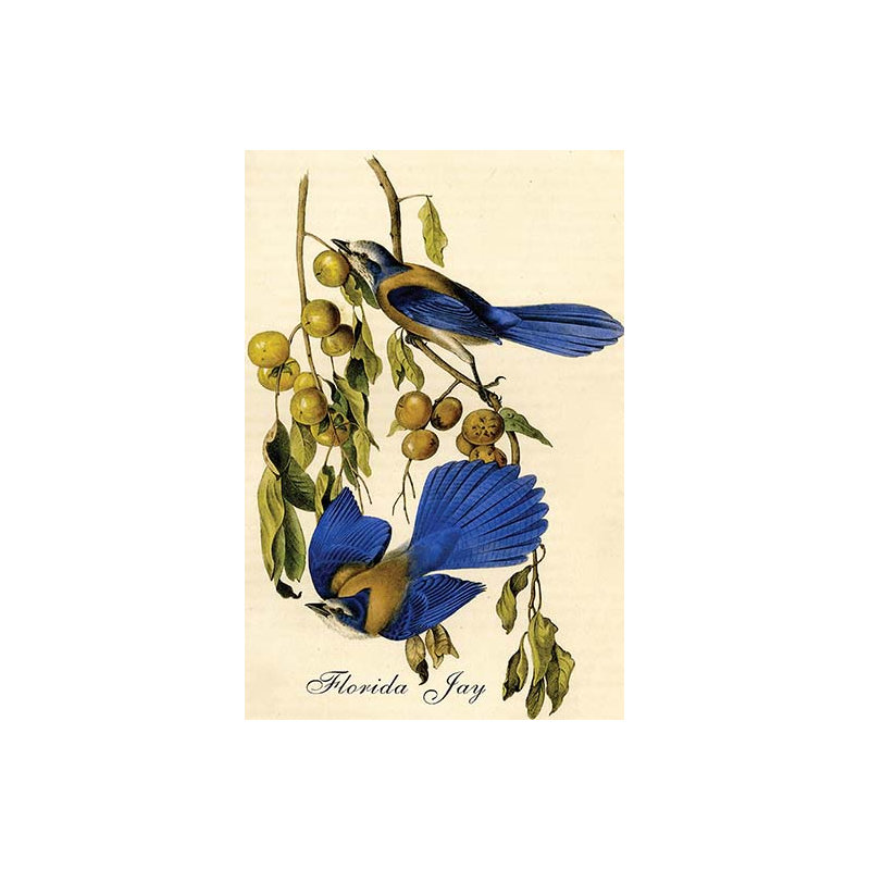 « florida jay » par john audubon-impression d’art graphique, H 36 po x l 24 po x P 1,5 po