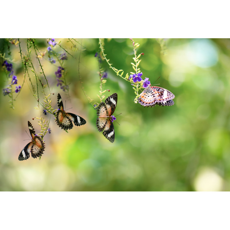 Townsell Butterfly - Wrapped Canvas Print, 81cm H x 122cm W x 3.8cm D