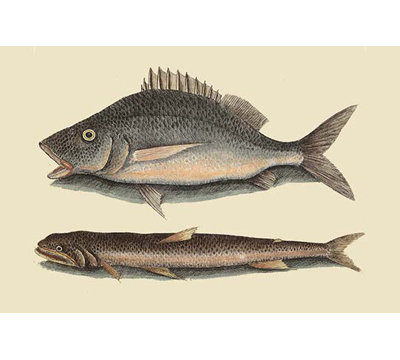 « perchoir or margate fish » par mark catesby, impression